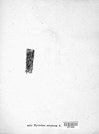Hysterium scirpinum image